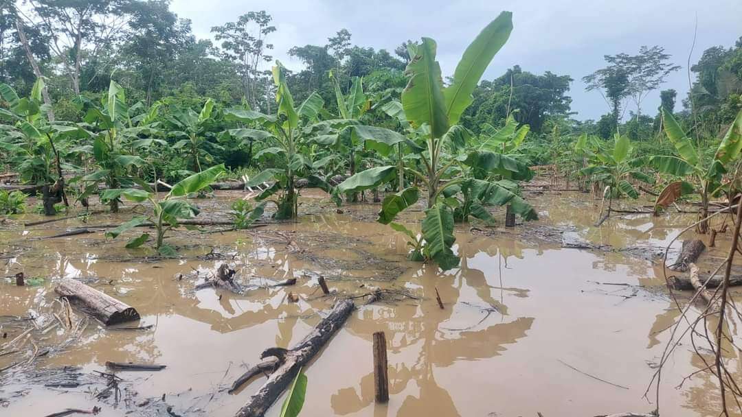 Congo : 500.000 dollars pour soutenir l’agriculture