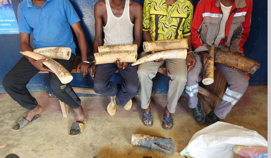 Congo : un greffier en chef accusé de trafic de pointes d’ivoire