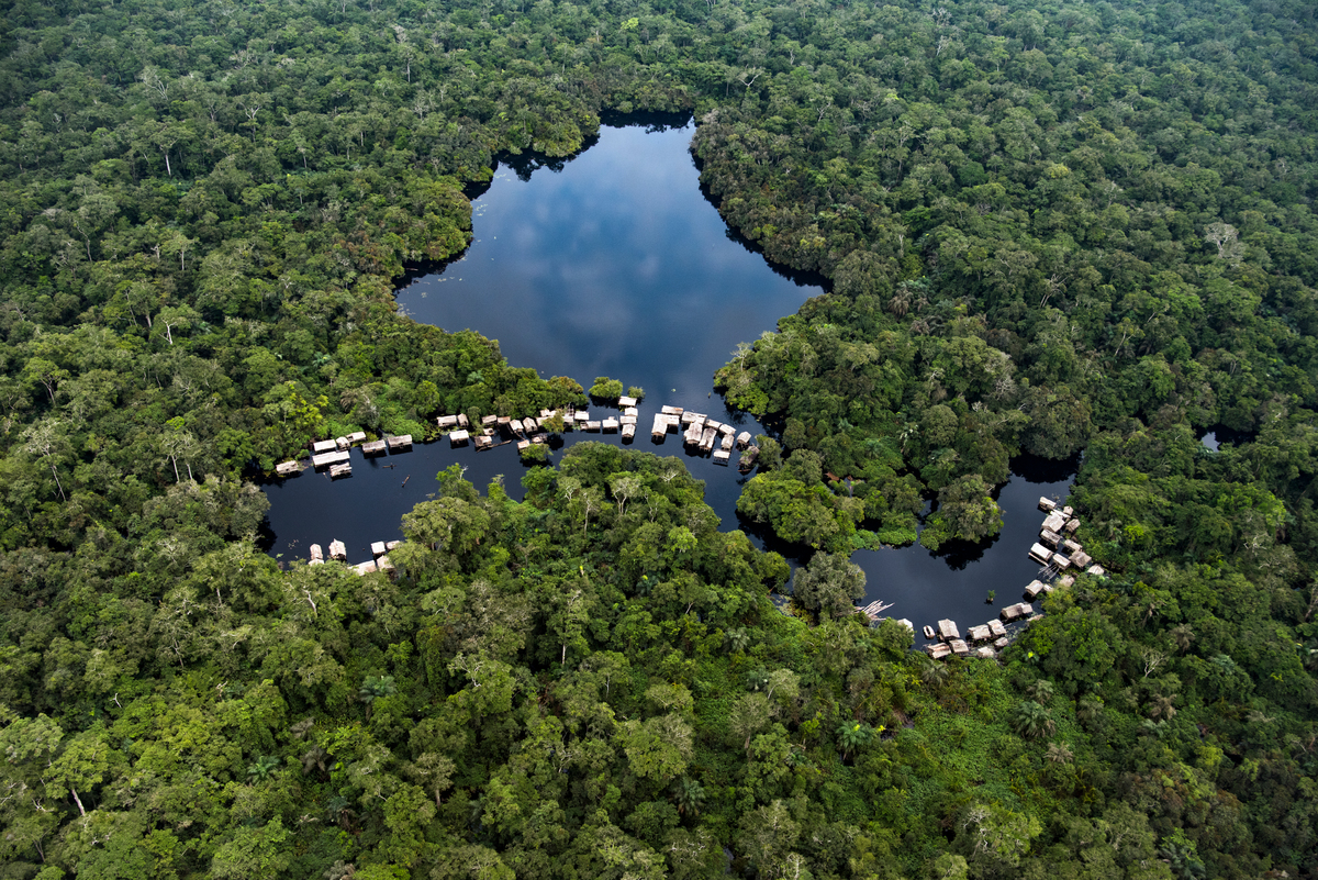 Bassin du Congo : les forêts diminuent de 1 à 5% par an